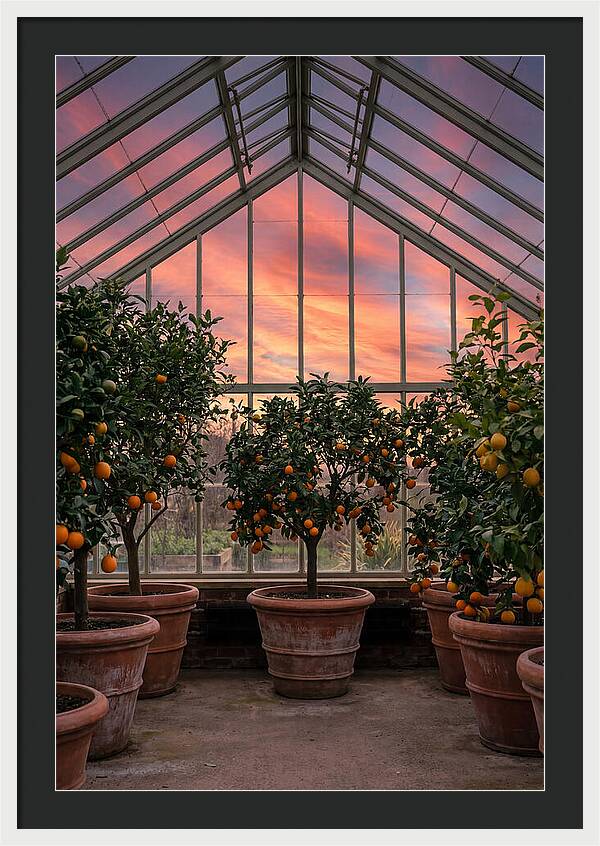 Orangery With Citrus Trees