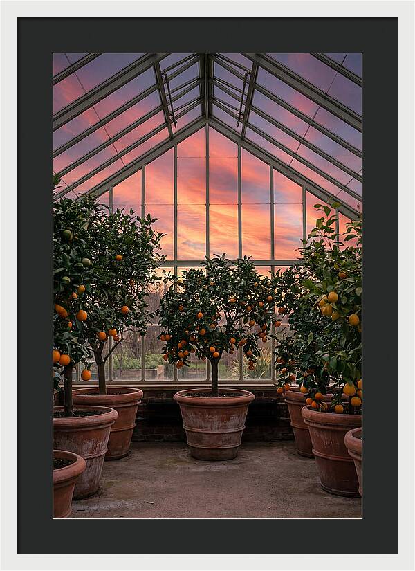 Orangery With Citrus Trees