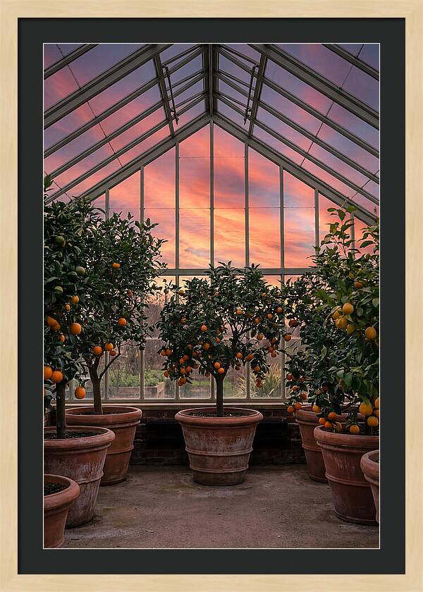 Orangery With Citrus Trees