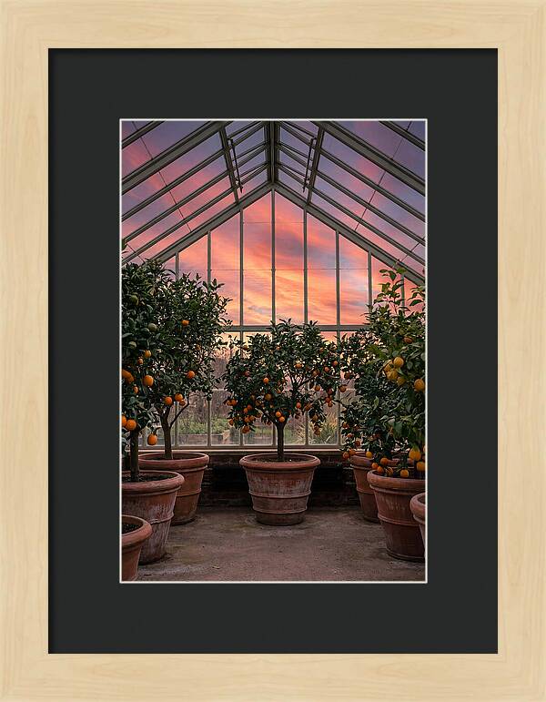 Orangery With Citrus Trees