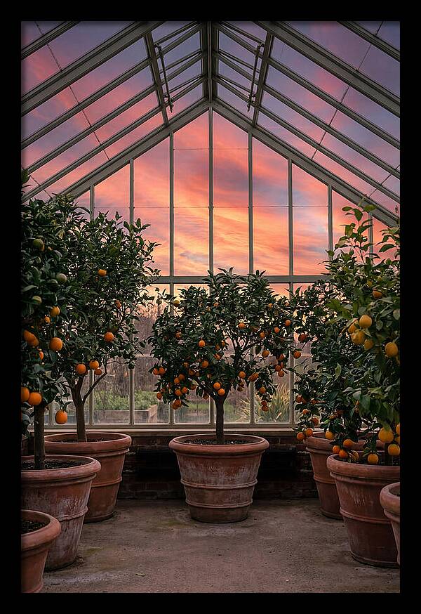 Orangery With Citrus Trees