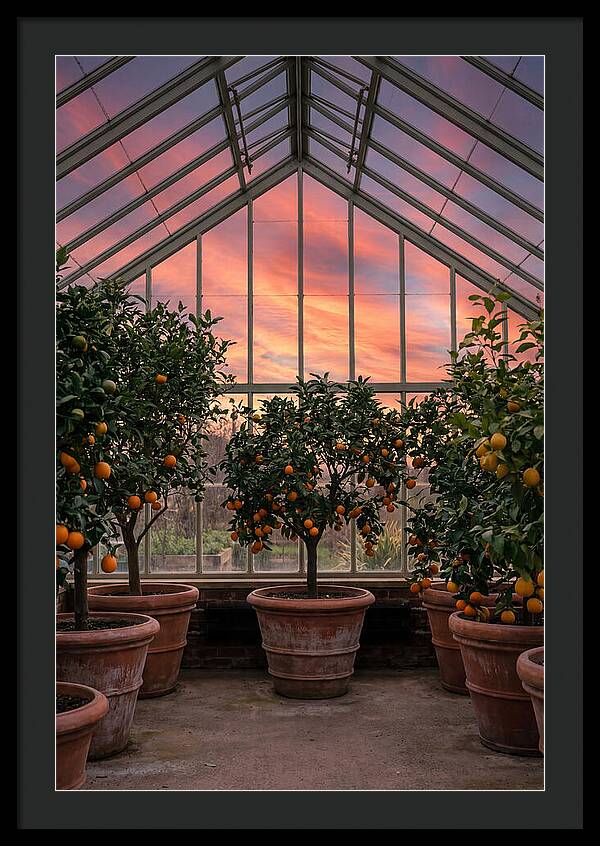 Orangery With Citrus Trees