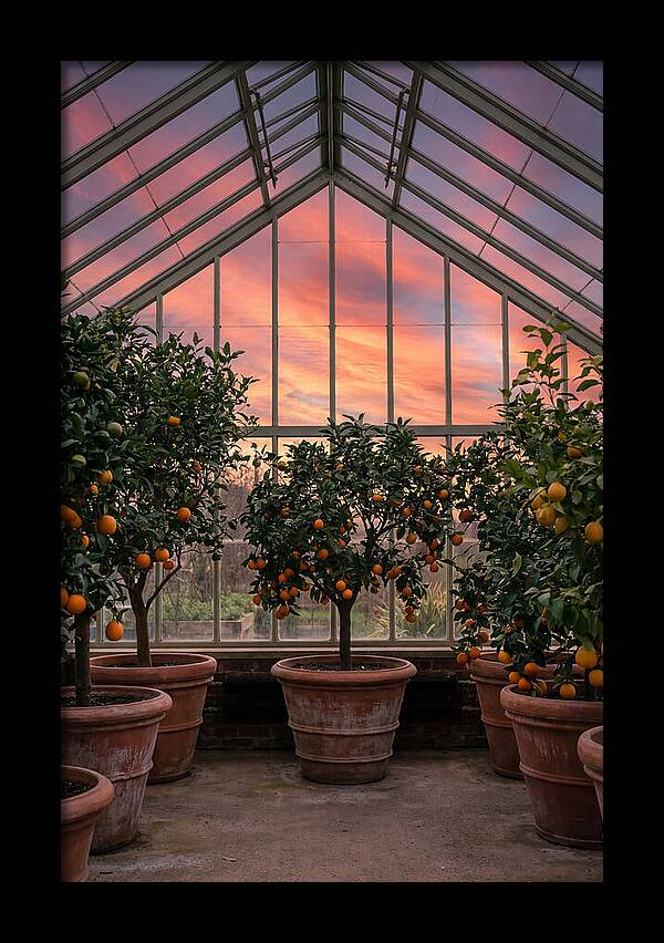Orangery With Citrus Trees