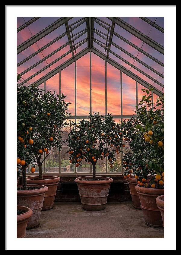 Orangery With Citrus Trees