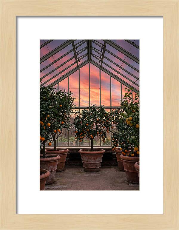Orangery With Citrus Trees