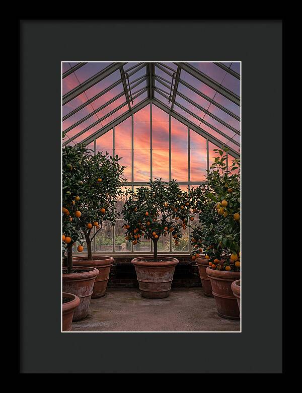 Orangery With Citrus Trees
