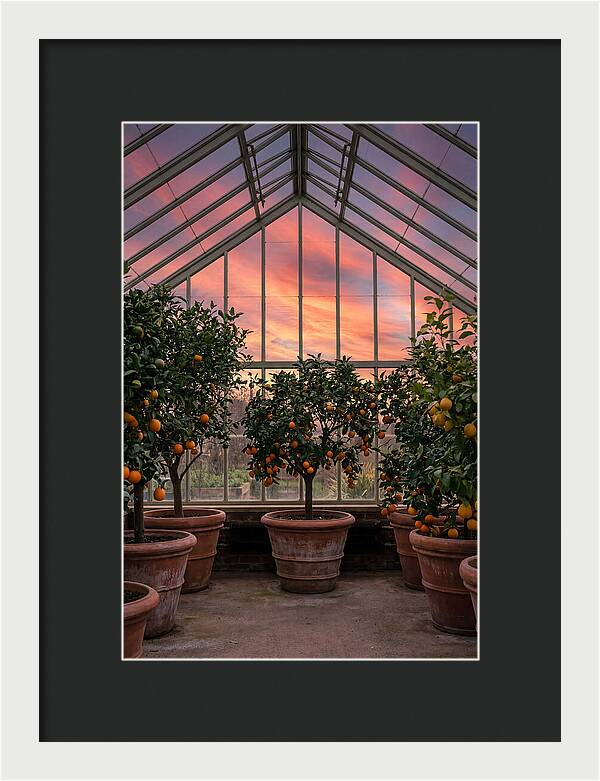 Orangery With Citrus Trees