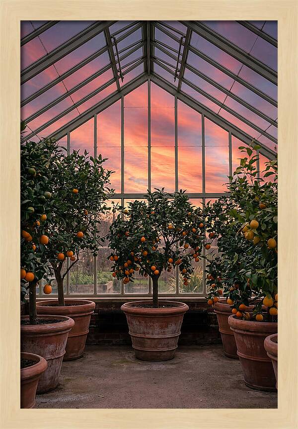 Orangery With Citrus Trees
