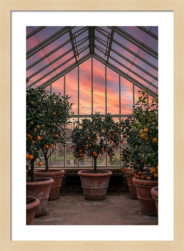 Orangery With Citrus Trees