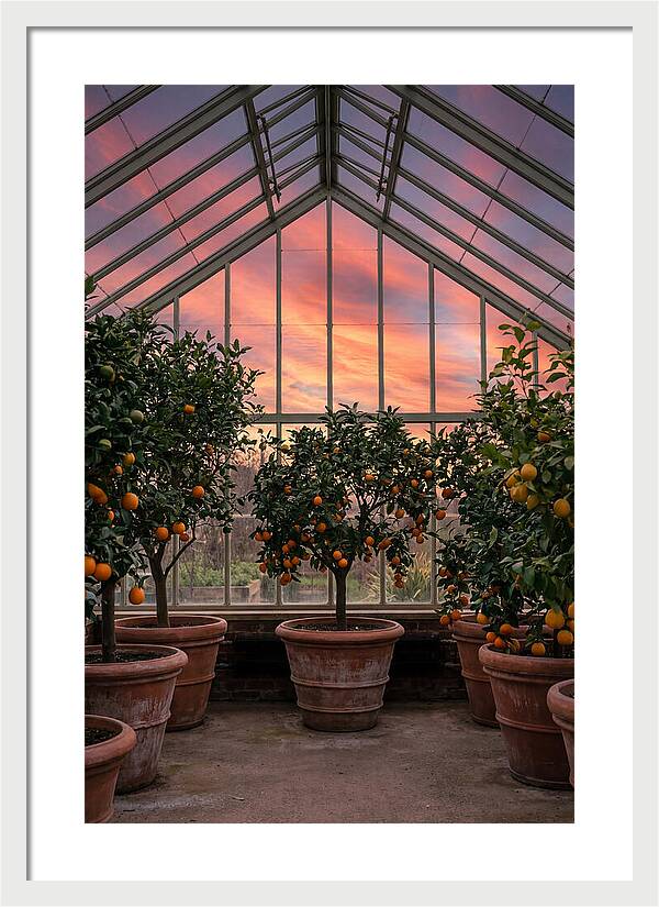 Orangery With Citrus Trees