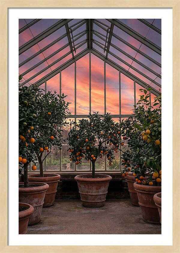 Orangery With Citrus Trees