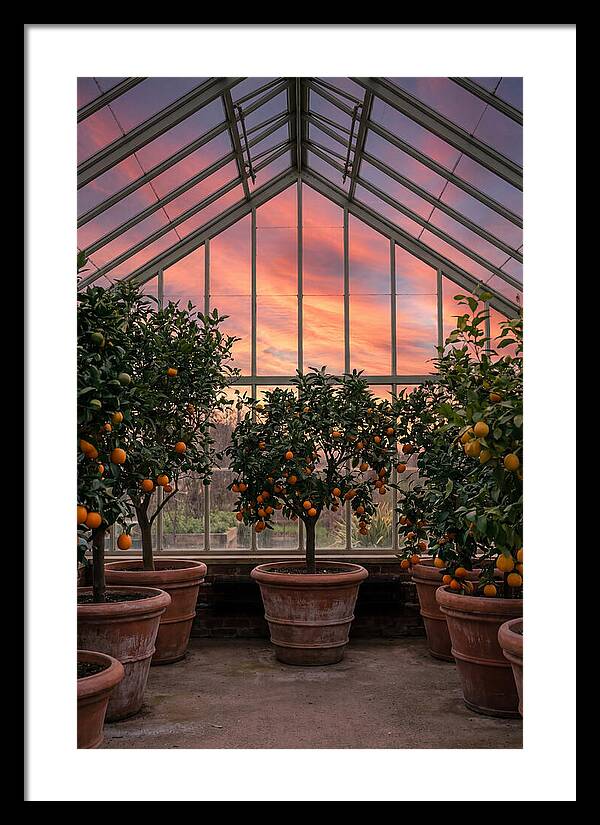 Orangery With Citrus Trees