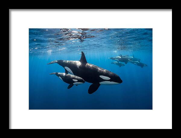 Orca And Calf Swimming Together