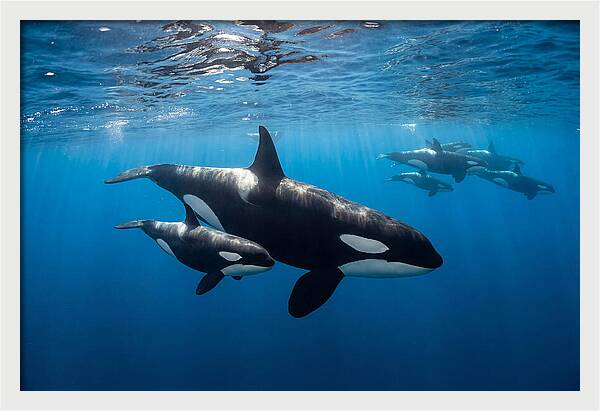 Orca And Calf Swimming Together