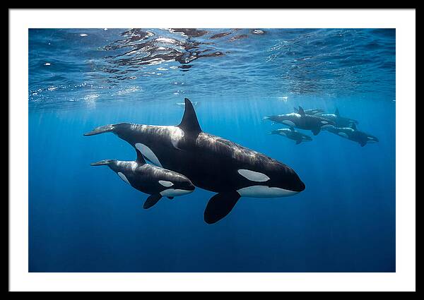 Orca And Calf Swimming Together