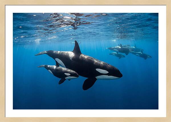 Orca And Calf Swimming Together