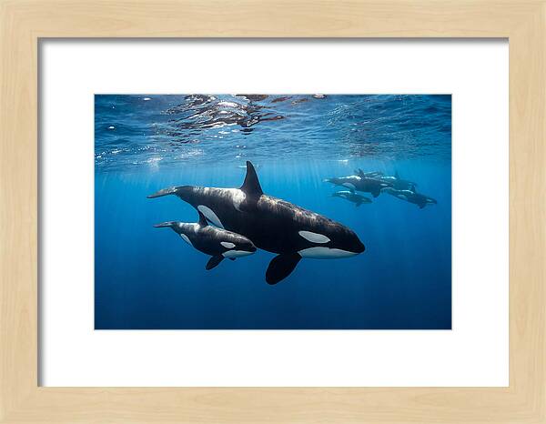 Orca And Calf Swimming Together