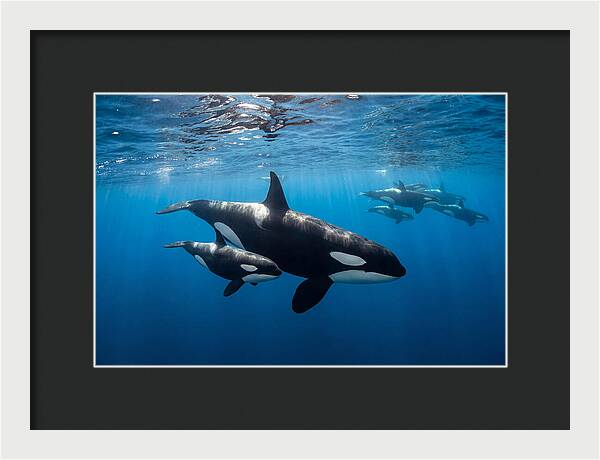 Orca And Calf Swimming Together