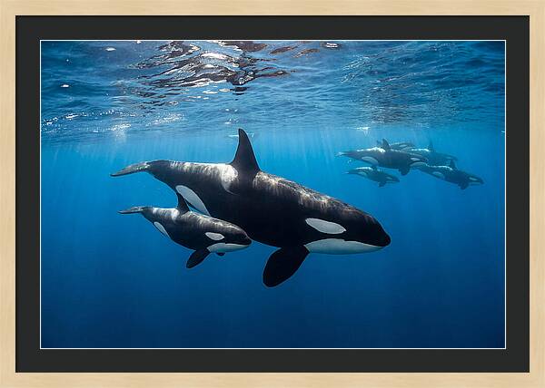 Orca And Calf Swimming Together