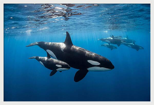 Orca And Calf Swimming Together