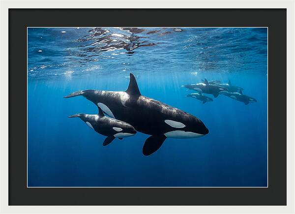 Orca And Calf Swimming Together