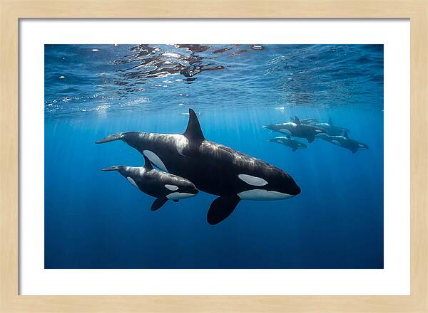 Orca And Calf Swimming Together