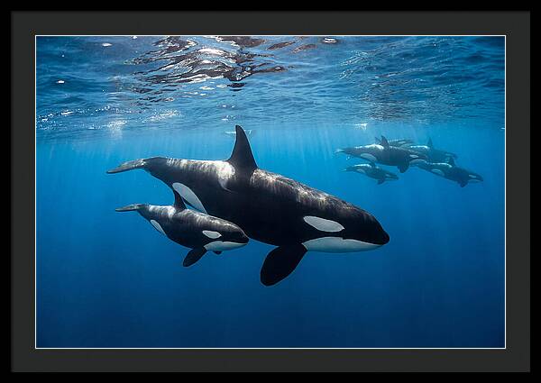 Orca And Calf Swimming Together