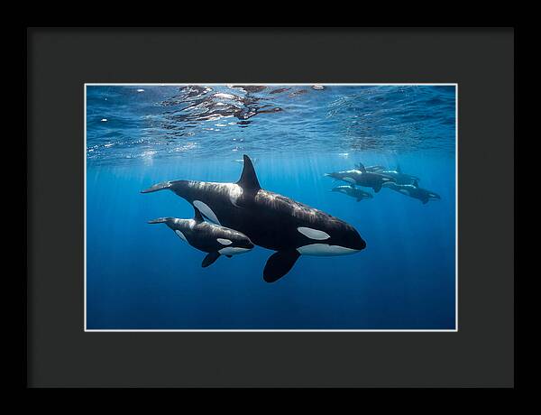 Orca And Calf Swimming Together