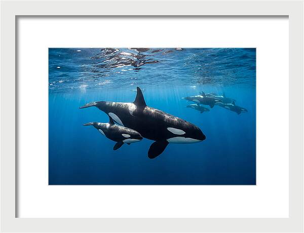 Orca And Calf Swimming Together