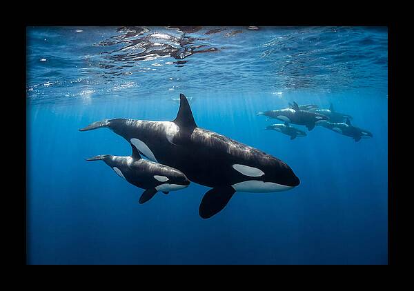 Orca And Calf Swimming Together