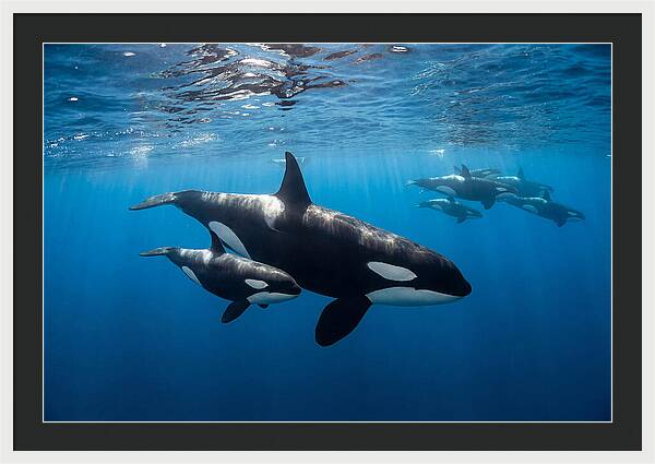 Orca And Calf Swimming Together
