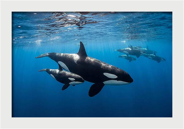 Orca And Calf Swimming Together