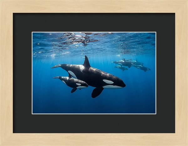 Orca And Calf Swimming Together