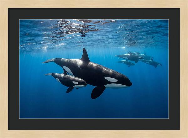 Orca And Calf Swimming Together