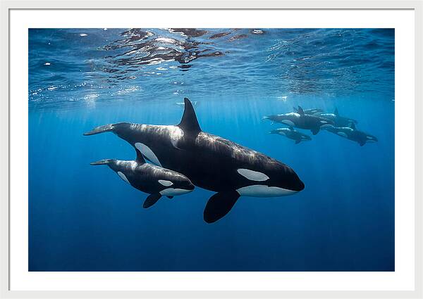 Orca And Calf Swimming Together