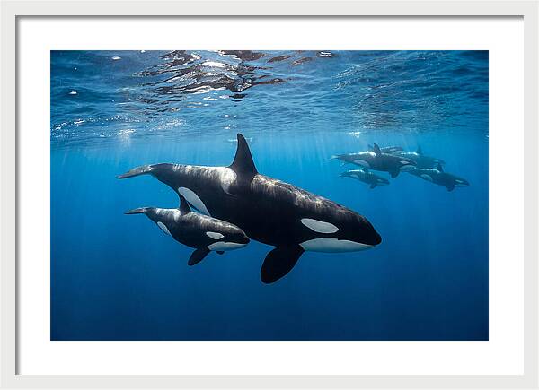 Orca And Calf Swimming Together