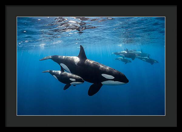 Orca And Calf Swimming Together