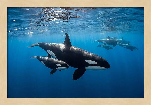 Orca And Calf Swimming Together