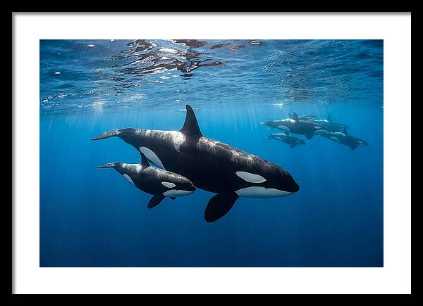 Orca And Calf Swimming Together