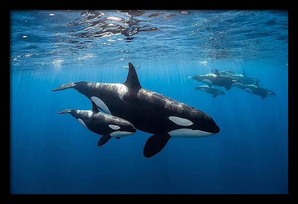 Orca And Calf Swimming Together