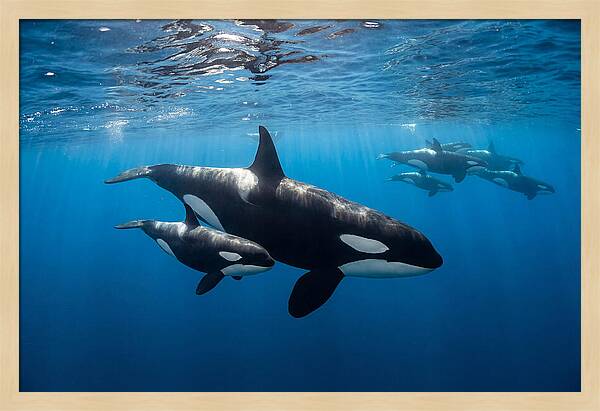 Orca And Calf Swimming Together
