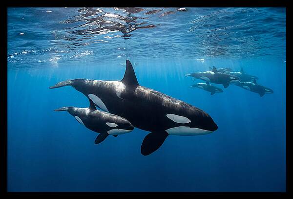 Orca And Calf Swimming Together