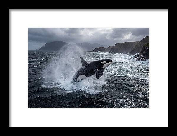 Orca Breaching In Majestic Waters