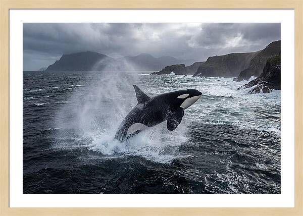 Orca Breaching In Majestic Waters