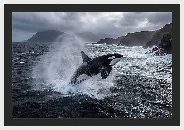 Orca Breaching In Majestic Waters