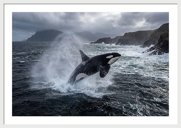 Orca Breaching In Majestic Waters