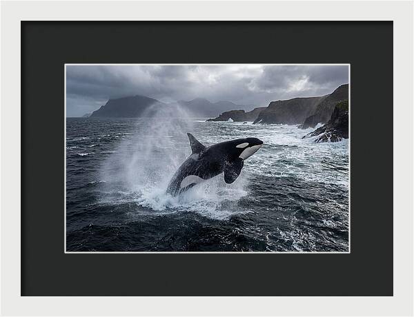 Orca Breaching In Majestic Waters