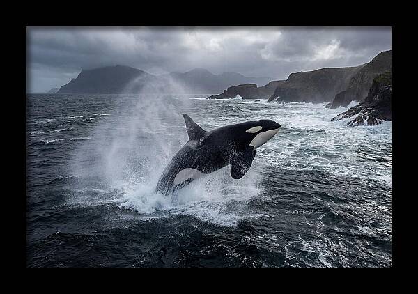 Orca Breaching In Majestic Waters