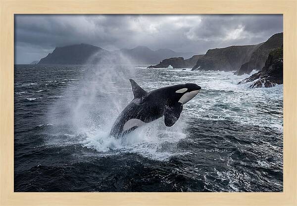 Orca Breaching In Majestic Waters