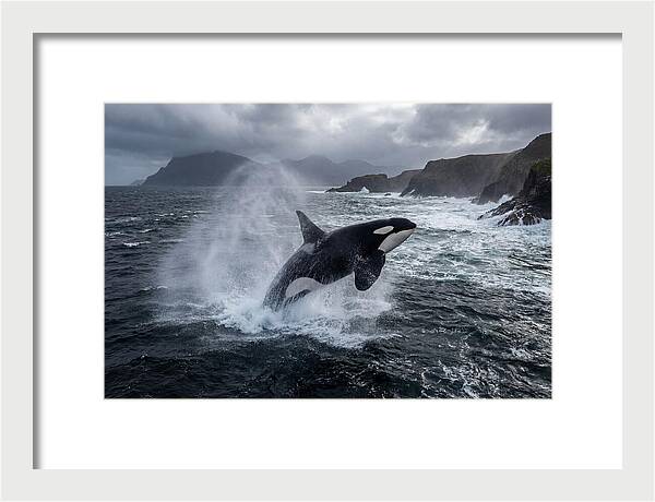 Orca Breaching In Majestic Waters